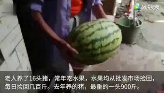 吃瓜视频一般上哪看,吃瓜群众必看！热门吃瓜视频平台大盘点