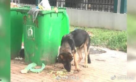 警犬吃瓜事件视频大全,视频大全揭秘萌宠瞬间