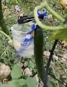 潍坊吃瓜网红事件视频,一场网络热议的瓜田奇谈