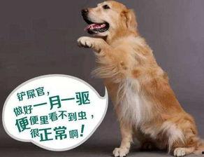 小孩吃瓜狗吃虫视频,小童吃瓜与狗狗捕虫的欢乐瞬间