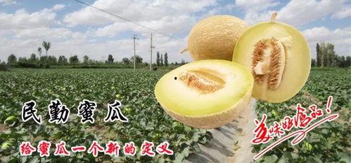 在地里吃蜜瓜视频,一场甜蜜的田间盛宴