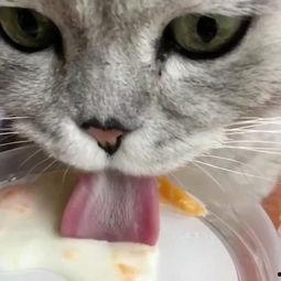 猫怎么吃哈密瓜好吃视频,哈密瓜新吃法，萌宠享美味